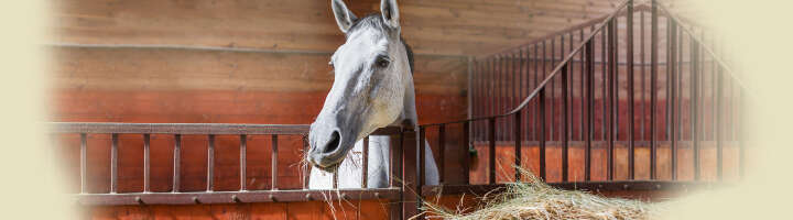 raufutter kategorieeinstiegsbanner